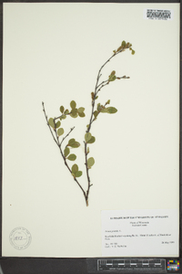 Betula pumila image