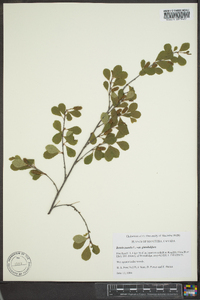 Betula pumila image