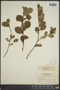 Betula pumila image