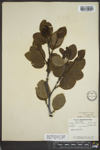 Alnus crispa image