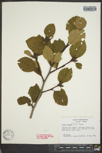 Alnus viridis image