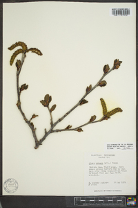 Alnus crispa image