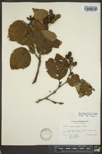 Alnus crispa image