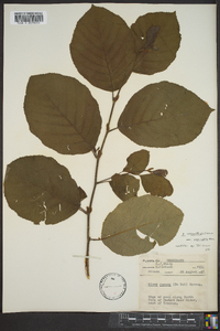 Alnus serrulata var. subelliptica image