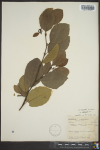 Alnus serrulata var. subelliptica image