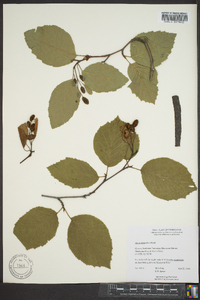 Alnus crispa image