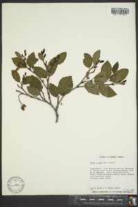 Alnus crispa image