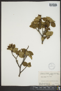 Alnus crispa image