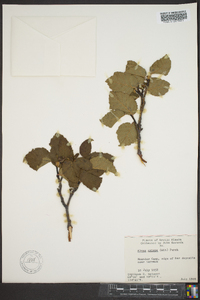 Alnus crispa image