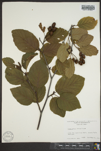 Alnus crispa image