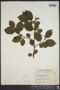 Alnus incana var. americana image