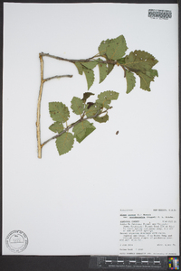 Alnus incana subsp. tenuifolia image