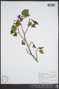 Alnus incana subsp. tenuifolia image