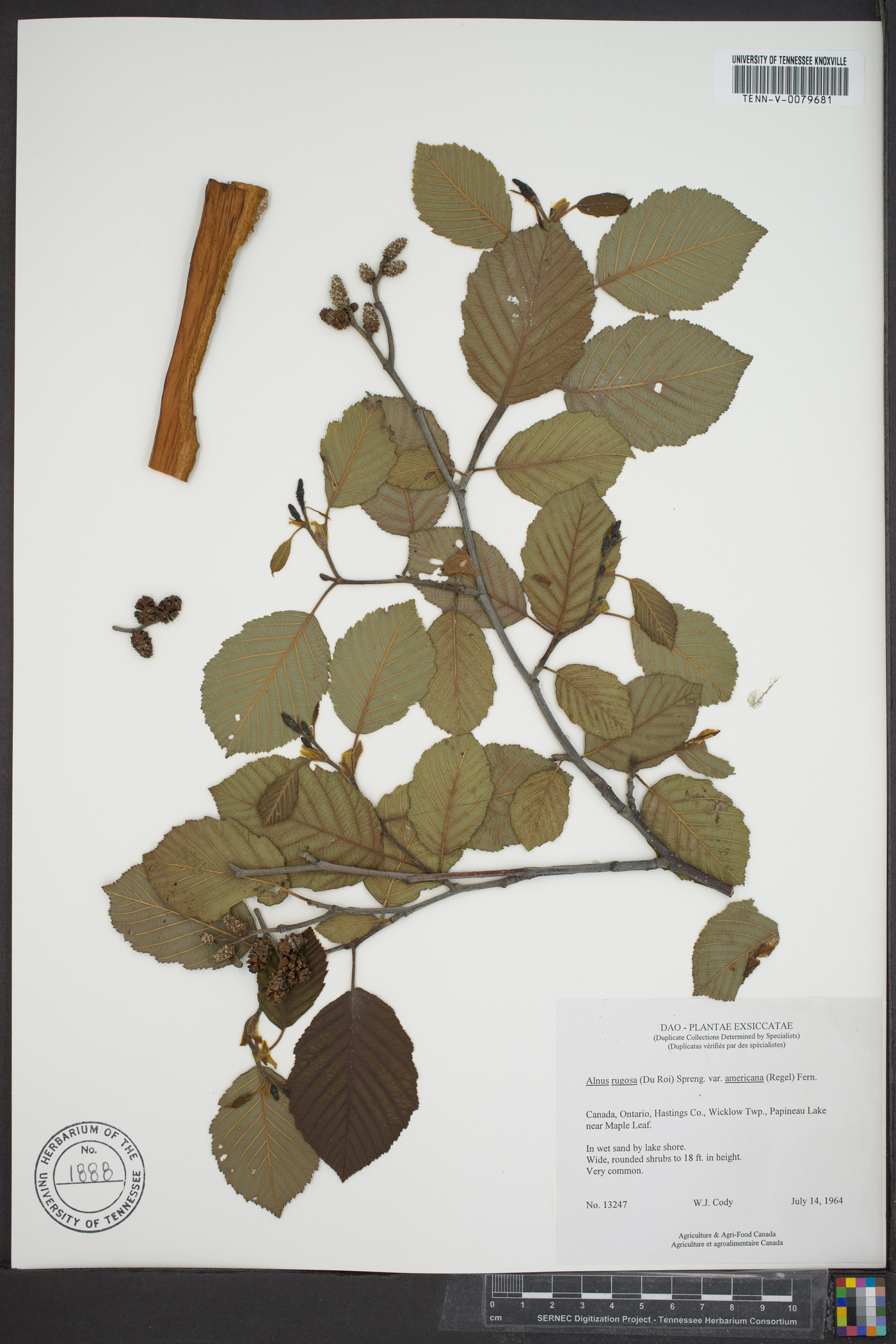 Alnus rugosa var. americana image
