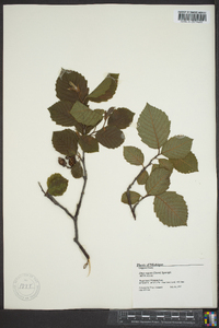 Alnus rugosa image