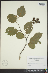 Alnus rugosa image