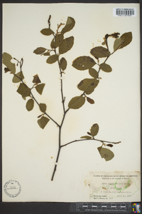 Alnus rugosa image