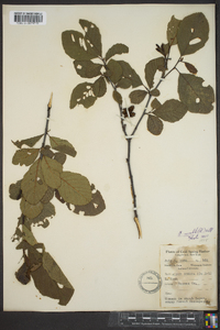 Alnus rugosa image