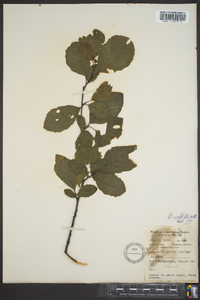 Alnus rugosa image