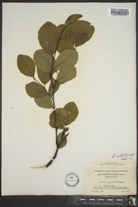 Alnus rugosa image