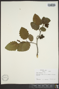 Alnus incana subsp. tenuifolia image