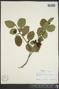 Alnus incana subsp. tenuifolia image