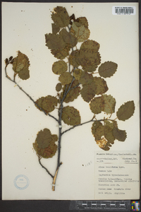 Alnus incana subsp. tenuifolia image