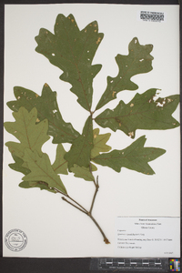 Quercus x guadalupensis image