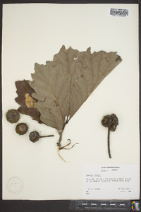 Quercus bicolor image