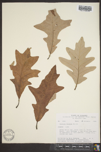 Quercus bicolor image