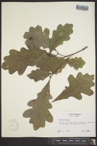 Quercus bicolor image