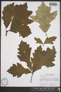 Quercus bicolor image