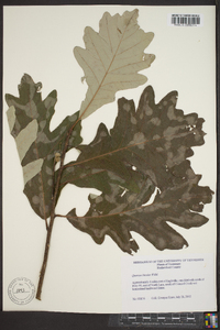 Quercus bicolor image