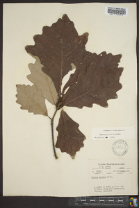 Quercus bicolor image