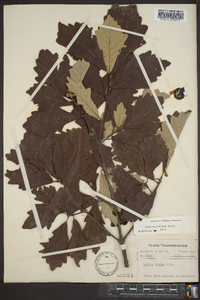 Quercus bicolor image