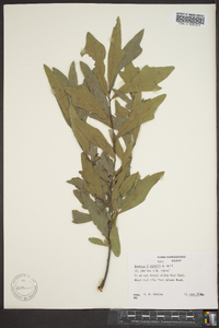 Quercus x capesii image