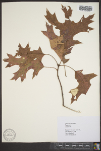 Quercus coccinea image