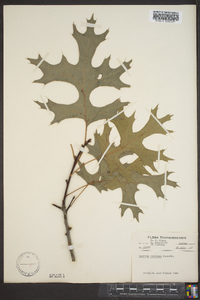 Quercus coccinea image