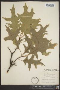 Quercus coccinea image