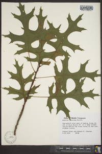 Quercus coccinea image