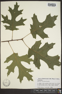 Quercus coccinea image