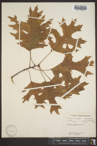 Quercus coccinea image