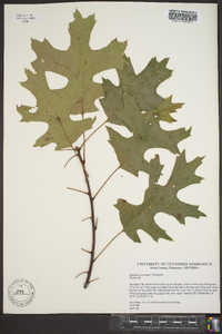 Quercus coccinea image