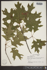 Quercus coccinea image