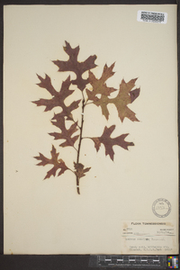 Quercus coccinea image