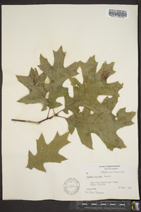 Quercus coccinea image