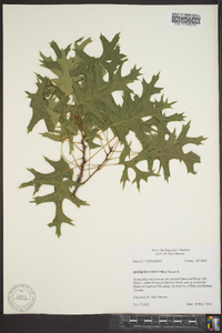 Quercus coccinea image