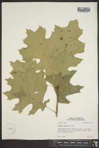 Quercus coccinea image