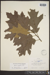 Quercus falcata var. pagodifolia image