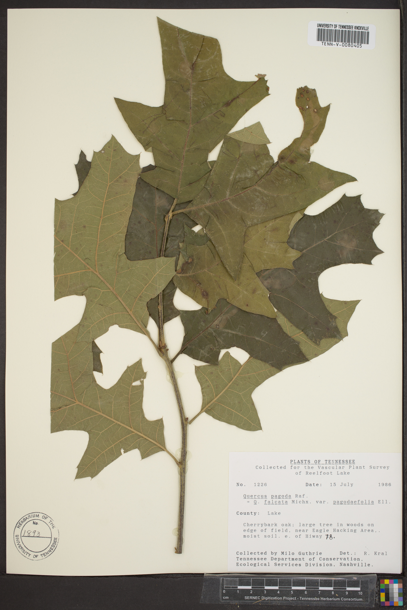 Quercus falcata var. pagodifolia image